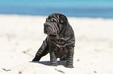 SHAR-PEI 641